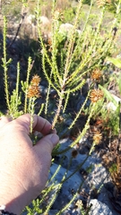 Seriphium cinereum