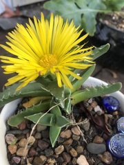 Faucaria