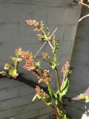 Rumex acetosa