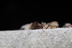 Acromyrmex octospinosus