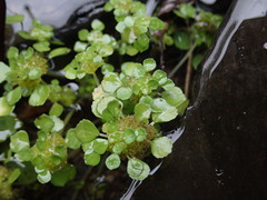 Pilea peploides major
