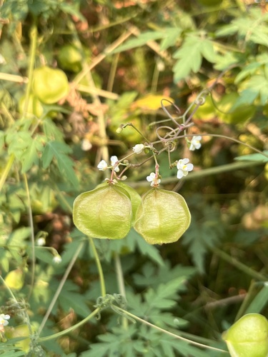 Lesser Balloon Vine