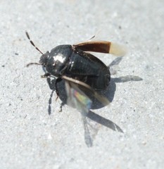 Legnotus limbosus