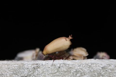 Acromyrmex octospinosus