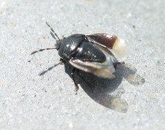 Legnotus limbosus