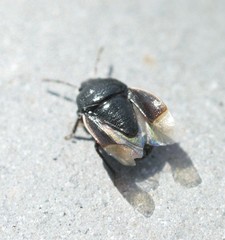 Legnotus limbosus