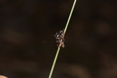 Sandalodes bipenicillatus