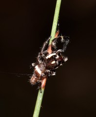 Sandalodes bipenicillatus