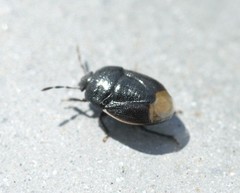 Legnotus limbosus