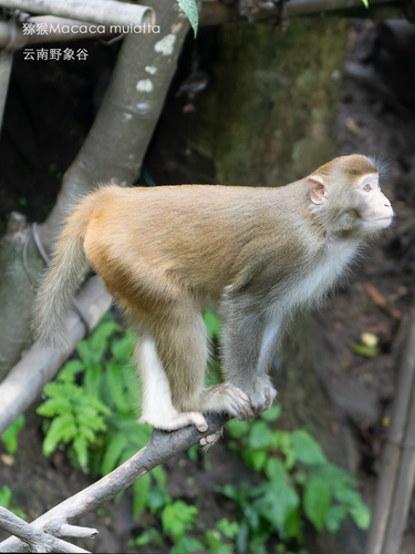 Rhesus Macaque