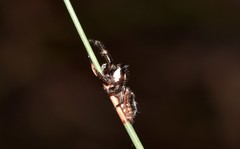 Sandalodes bipenicillatus