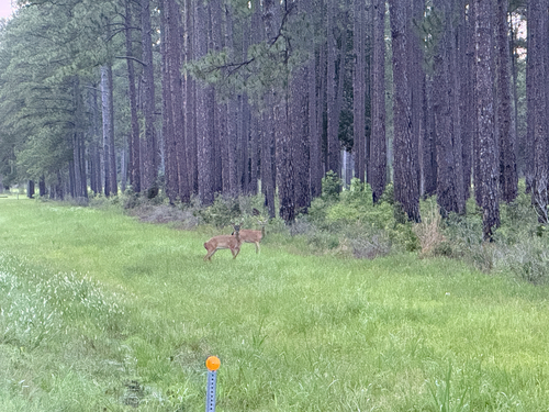 White-tailed Deer