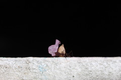 Acromyrmex octospinosus