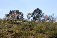 Pulsatilla grandis