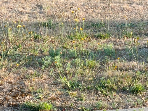 Common Cat's-ear