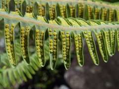 Dicranopteris flexuosa