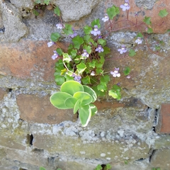 Hylotelephium spectabile