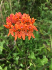 Asclepias lanceolata image