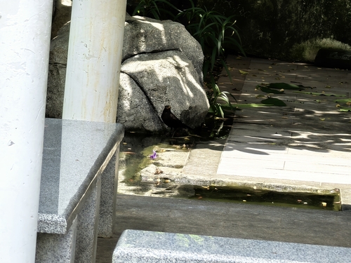Chinese Blackbird