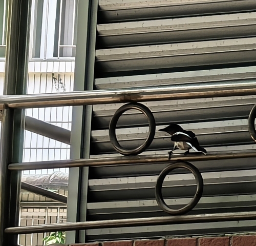 Oriental Magpie-Robin