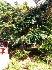 Chrysophyllum cainito