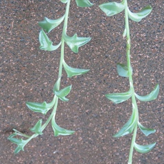 Dendrophorbium peregrinum