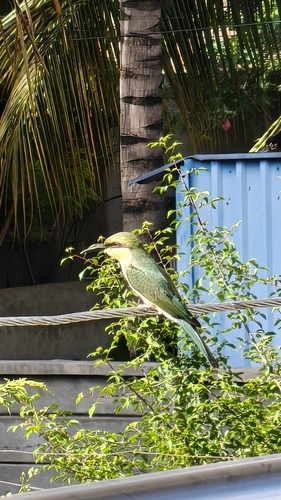 Blue-tailed Bee-eater