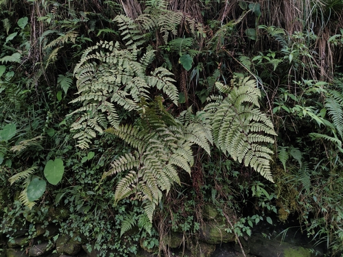 Dryopteris hendersonii observed 2026-06-20