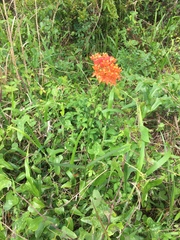 Asclepias lanceolata image
