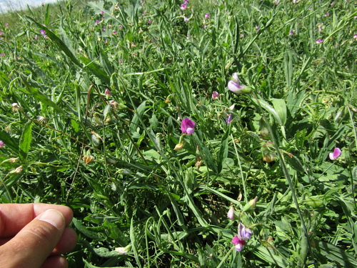 Lathyrus hirsutus, photograph 3