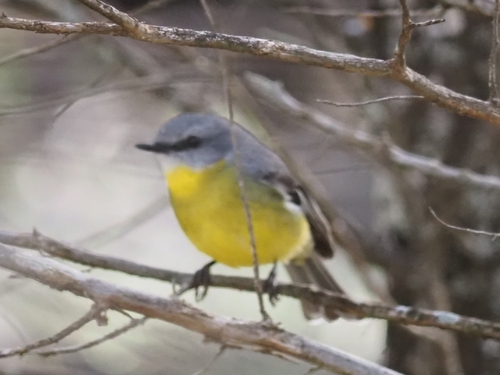 Eastern Yellow Robin