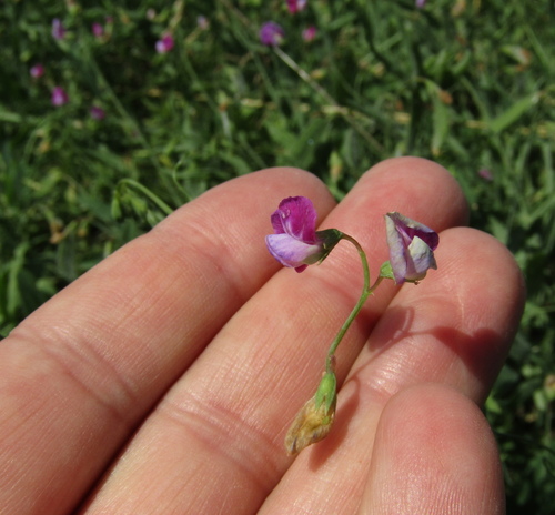 Lathyrus hirsutus, photograph 6