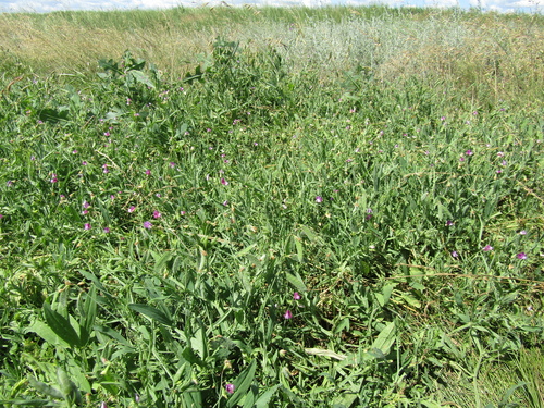 Lathyrus hirsutus, photograph 4