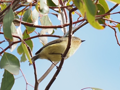 Yellow Thornbill