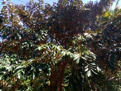 Chrysophyllum cainito