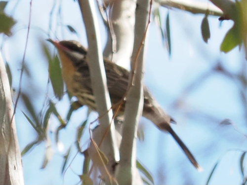 Spiny-cheeked Honeyeater