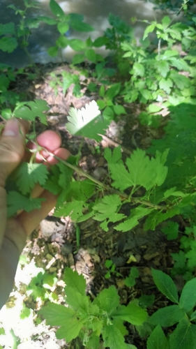 Наблюдение на iNaturalist