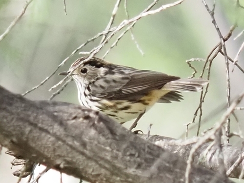 Speckled Warbler