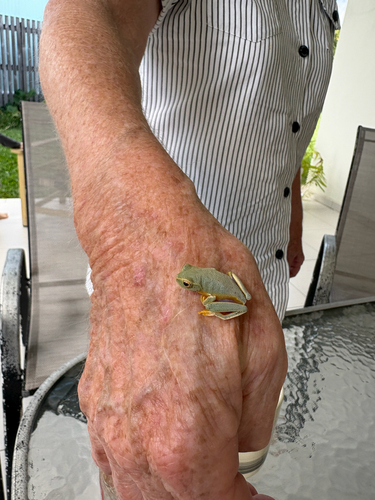 Dainty Tree Frog