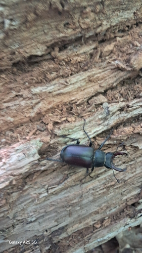 European Stag Beetle