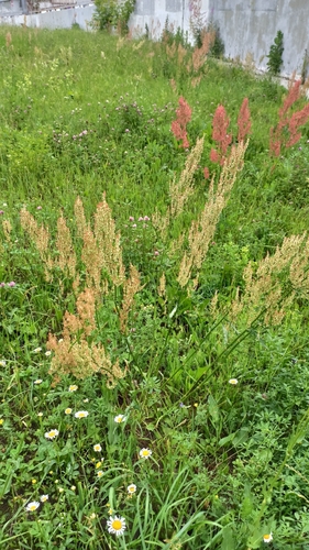 Наблюдение на iNaturalist