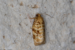 Archips georgiana