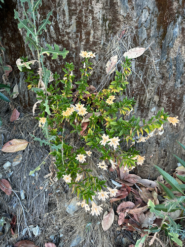 Diplacus grandiflorus, photograph 3