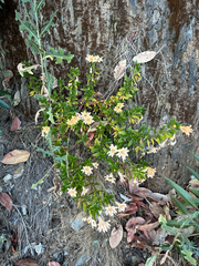 Diplacus grandiflorus, photograph (c) Amelia Tauber, some rights reserved (CC BY)