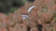 Haworthia cymbiformis