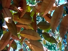 Chrysophyllum cainito