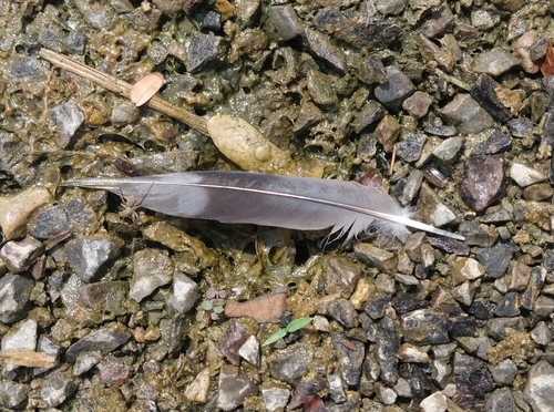 Plume de Tourterelle maillée