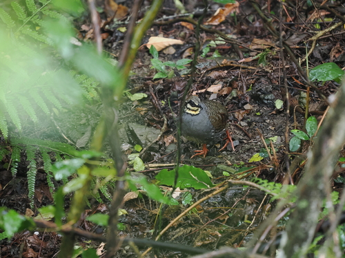Arborophila crudigularis, 2026-05-14