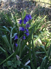 Hyacinthoides