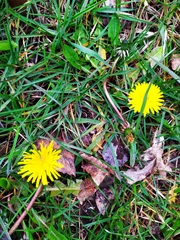 Taraxacum officinale